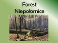 Forest Niepołomice 11. Generally about forest Niepołomickiej: Generally about forest niepołomickiej: Niepołomice Forest was in the past part of a large.