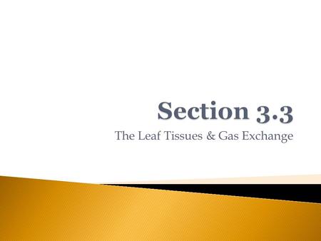 The Leaf Tissues & Gas Exchange.  Air (gases) can enter cells via passive diffusion ◦ This would take a long time  Leaf has developed specialized cells.