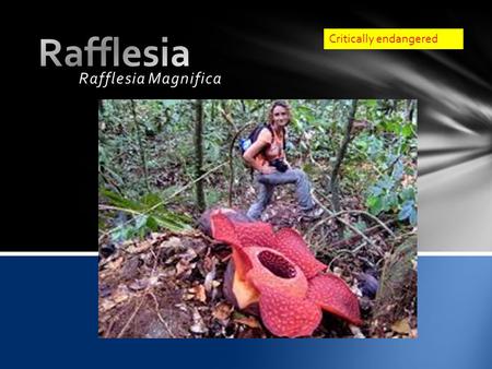 Rafflesia Magnifica Critically endangered.  HABITAT o The rafflesia live mostly in the parts of subtrpical/tropical moist lowlands of South East Asia.