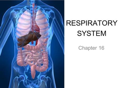 RESPIRATORY SYSTEM Chapter 16. PRIMARY FUNCTIONS ● Exchange gases (oxygen and CO 2 ) ● Produce vocal sounds ● Sense of smell ● Regulation of blood pH.