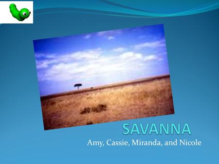 Amy, Cassie, Miranda, and Nicole. Location  Savannas cover half of Africa, most of Australia, India, and South America.  Savannas are affected by climate.