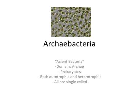 Archaebacteria “Acient Bacteria” -Domain: Archae - Prokaryotes - Both autotrophic and heterotrophic - All are single celled.