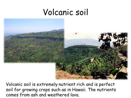 Volcanic soil is extremely nutrient rich and is perfect soil for growing crops such as in Hawaii. The nutrients comes from ash and weathered lava. Volcanic.