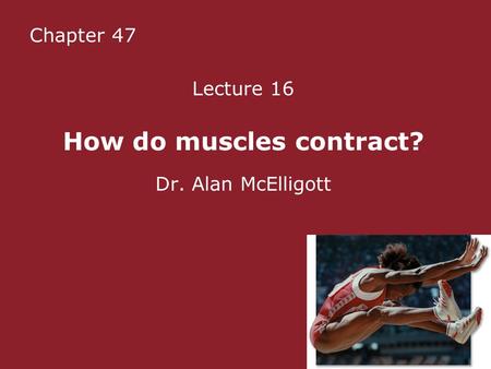 Chapter 47 Lecture 16 How do muscles contract? Dr. Alan McElligott.