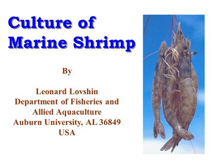 Culture of Marine Shrimp Culture of Marine Shrimp By Leonard Lovshin Department of Fisheries and Allied Aquaculture Auburn University, AL 36849 USA.