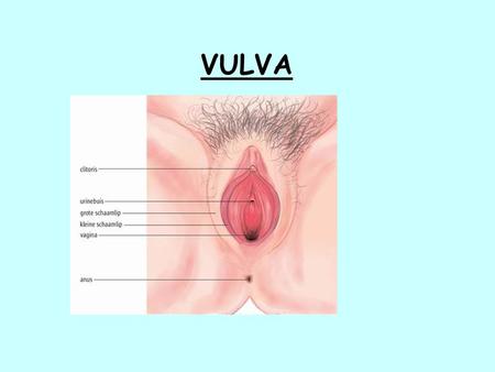 VULVA.