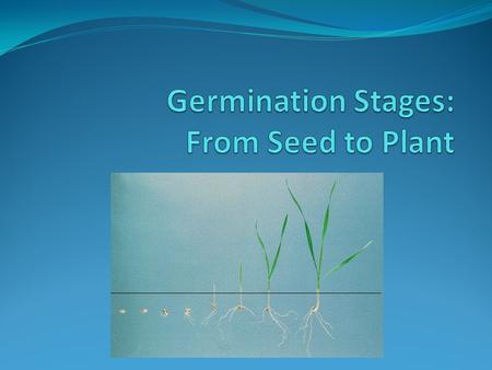 Factors That Affect Seed Germination 1. Water a. Water softens the seed. b. Overwatering can be dangerous to the seed. It can prevent oxygen from getting.