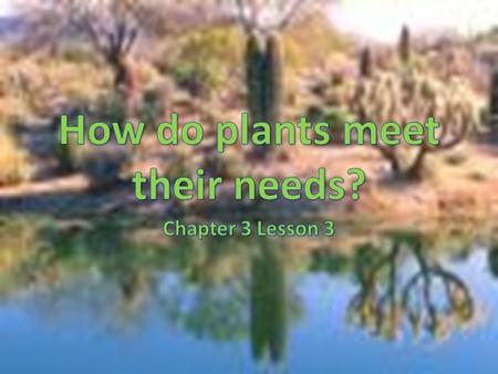 Plants Plants supply oxygen that most organisms need to stay alive They also supply food for many organisms.