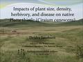 Deidra Jacobsen Advisor: Dr. Svata Louda Committee member: Dr. Sabrina Russo Undergraduate thesis defense 17 April 2009 Impacts of plant size, density,