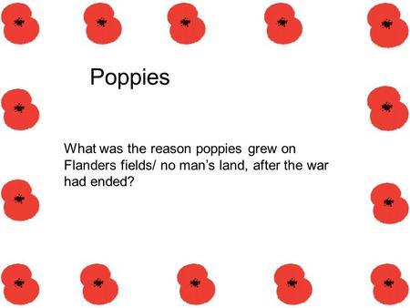 Poppies What was the reason poppies grew on Flanders fields/ no man’s land, after the war had ended?