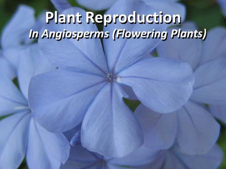 Plant Reproduction In Angiosperms (Flowering Plants)