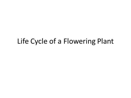 Life Cycle of a Flowering Plant. All flowering plants have similar life cycles that occur in distinct stages. Germination – When seeds are dispersed from.