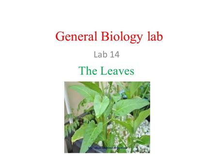 General Biology lab Lab 14 The Leaves. –are lateral outgrowth of the stem which develop from the meristematic tissues. Functions of Plant Leaves –Photosynthesis.