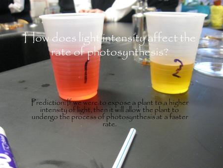 How does light intensity affect the rate of photosynthesis? Prediction: If we were to expose a plant to a higher intensity of light, then it will allow.