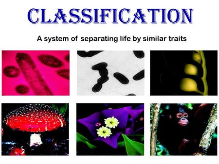 Classification A system of separating life by similar traits.