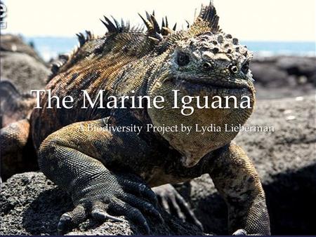 { The Marine Iguana A Biodiversity Project by Lydia Lieberman.