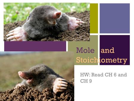 + Mole and Stoichiometry HW: Read CH 6 and CH 9. + Measuring Matter A mole is an amount of a substance Similar to: 12 in a dozen, 100 pennies in a dollar,