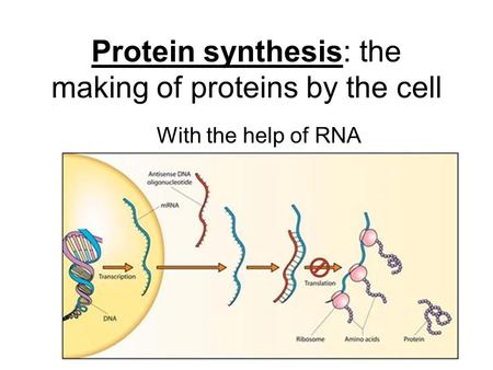 Protein synthesis: the making of proteins by the cell With the help of RNA.