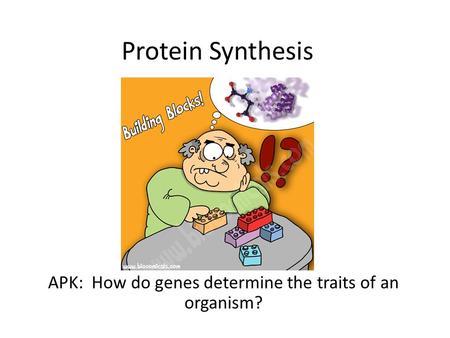 Protein Synthesis APK: How do genes determine the traits of an organism?