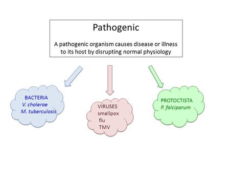 Pathogenic A pathogenic organism causes disease or illness to its host by disrupting normal physiology BACTERIA V. cholerae M. tuberculosis VIRUSES smallpox.