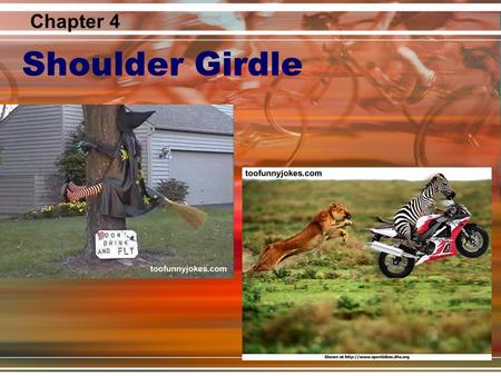 Chapter 4 Shoulder Girdle.