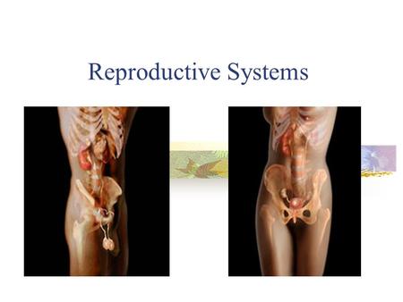 Reproductive Systems.