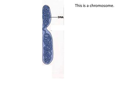 This is a chromosome.. The DNA has been replicated (copied) and now there are 2 identical chromatides that are attached at the centromere. During anaphase.