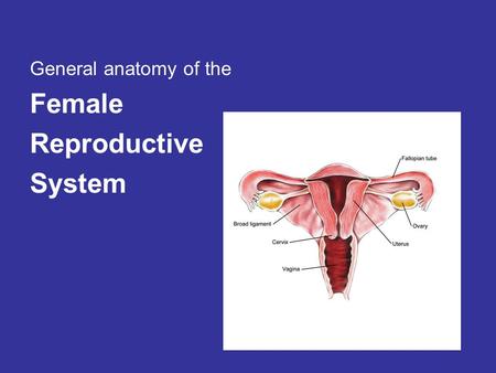 General anatomy of the Female Reproductive System.