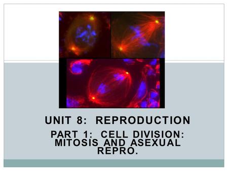 UNIT 8: REPRODUCTION PART 1: CELL DIVISION: MITOSIS AND ASEXUAL REPRO.