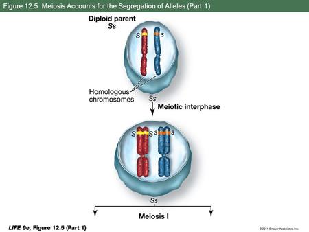 Figure 12.5 Meiosis Accounts for the Segregation of Alleles (Part 1)