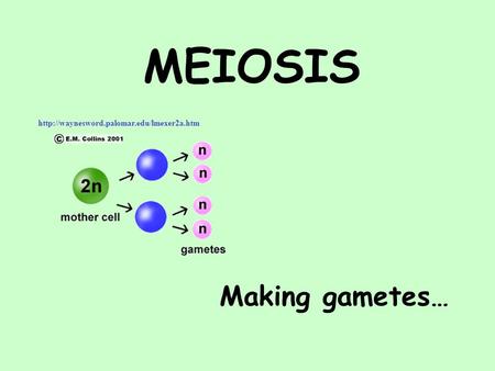 MEIOSIS Making gametes…