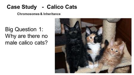 Case Study - Calico Cats