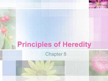 Principles of Heredity Chapter 8. Gregor Mendel Father of Genetics –1860’s Austrian Monk –Made the 1 st detailed investigation of how traits are inherited.