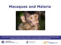 Macaques and Malaria This resource has been developed by the Association for Science Education for their RCUK funded series ‘Research focused teaching.