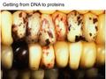Getting from DNA to proteins. Information flow in cells Protein CB 5.26.
