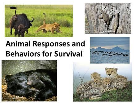 Animal Responses and Behaviors for Survival. Video: Adapting to Changes in Nature Concepts in Nature: Adapting to Changes in Nature Name______ What is.