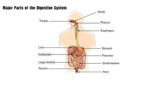 Use your text to label each organ of the digestive system. (page 227) Color each organ a different color. (If you do not have color pencils, you will.