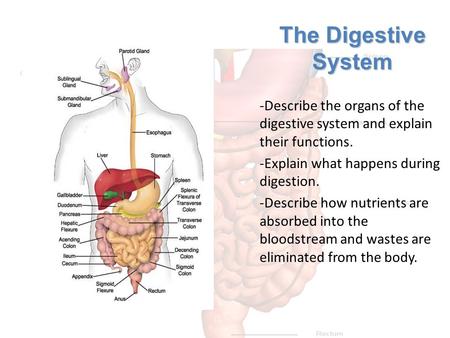 The Digestive System -Describe the organs of the digestive system and explain their functions. -Explain what happens during digestion. -Describe how nutrients.