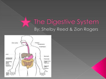  To break down foods into smaller pieces.  To absorb digested food into the blood circulatory system as nutrients for the body.  Picture: