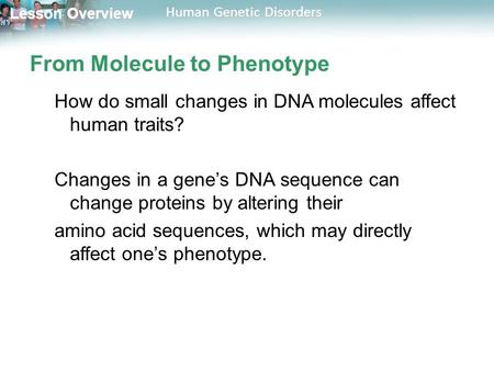 Lesson Overview Lesson Overview Human Genetic Disorders From Molecule to Phenotype How do small changes in DNA molecules affect human traits? Changes in.