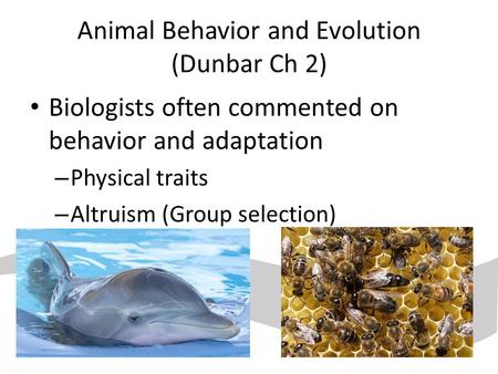 Animal Behavior and Evolution (Dunbar Ch 2) Biologists often commented on behavior and adaptation – Physical traits – Altruism (Group selection)