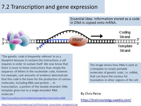 By Chris Paine https://bioknowledgy.weebly.com/ 7.2 Transcription and gene expression Essential idea: Information stored as a code in DNA is copied onto.