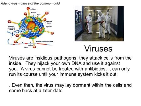 Viruses Viruses are insidious pathogens, they attack cells from the inside. They hijack your own DNA and use it against you. A virus cannot be treated.