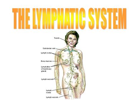 LYMPHATIC SYSTEM The body has a second transportation system, which consists of a network of lymphatic vessels and lymphoid organs. Called the lymphatic.