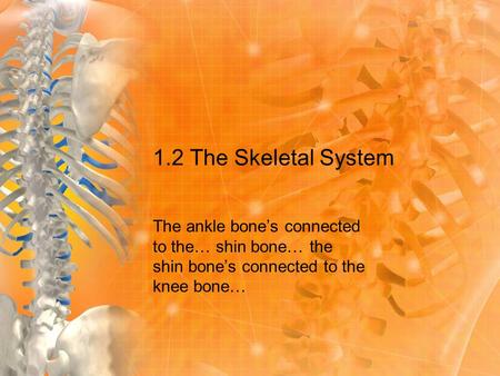 1.2 The Skeletal System The ankle bone’s connected to the… shin bone… the shin bone’s connected to the knee bone…