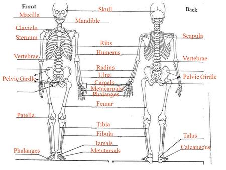 Skeletal System Part III