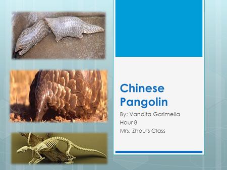 Chinese Pangolin By: Vandita Garimella Hour 8 Mrs. Zhou’s Class.