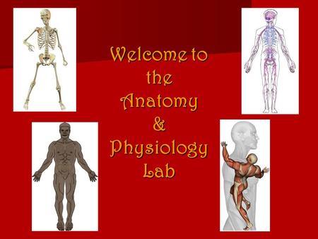 Welcome to the Anatomy & Physiology Lab. What do you call the medical student who graduates at the bottom of his/her class? Doctor.