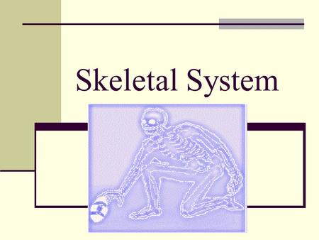 Skeletal System. Fill in the skeletal body on the back page of your packet. Use pages 134 in your text book.