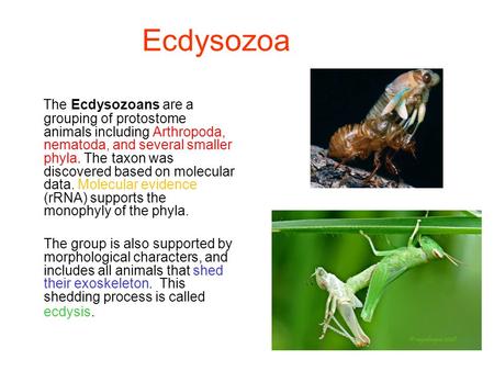 Ecdysozoa The Ecdysozoans are a grouping of protostome animals including Arthropoda, nematoda, and several smaller phyla. The taxon was discovered based.